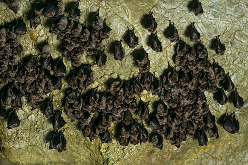 New Grants Awarded to Study White-nose Syndrome in Bats