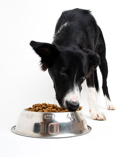 Trend Toward No-grain Pet Diets is Not Based on Science Vets Say