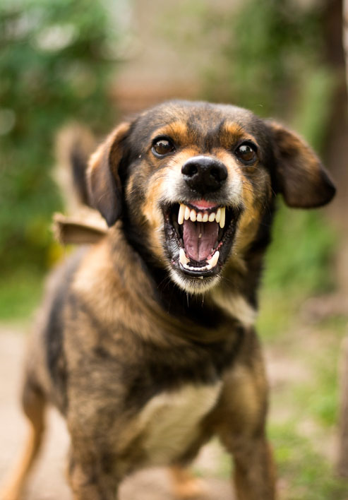 New Role Identified for Hormones in Dog Aggression