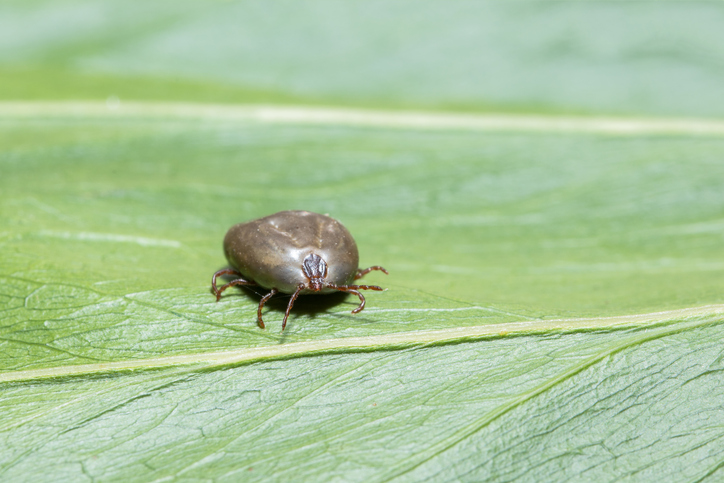 Foreign Tick Species Found on Sheep in New Jersey