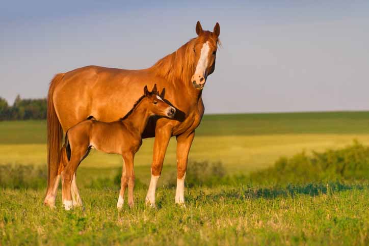 Equine Journal Calls for More Research on Reproductive Problems