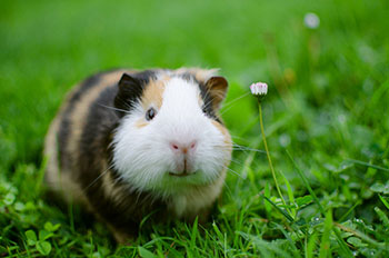 Salmonella Outbreak Linked to Pet Guinea Pigs