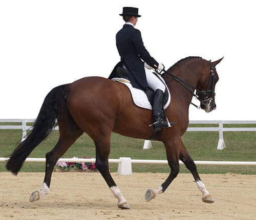 dressage horse