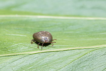 Asian Tick First Reported in New Jersey Now Found in Seven States