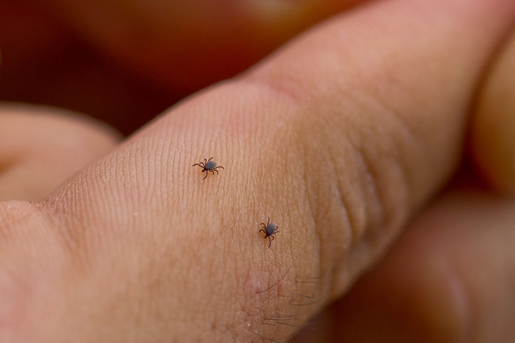 Trends in Lyme Disease Reported by CDC